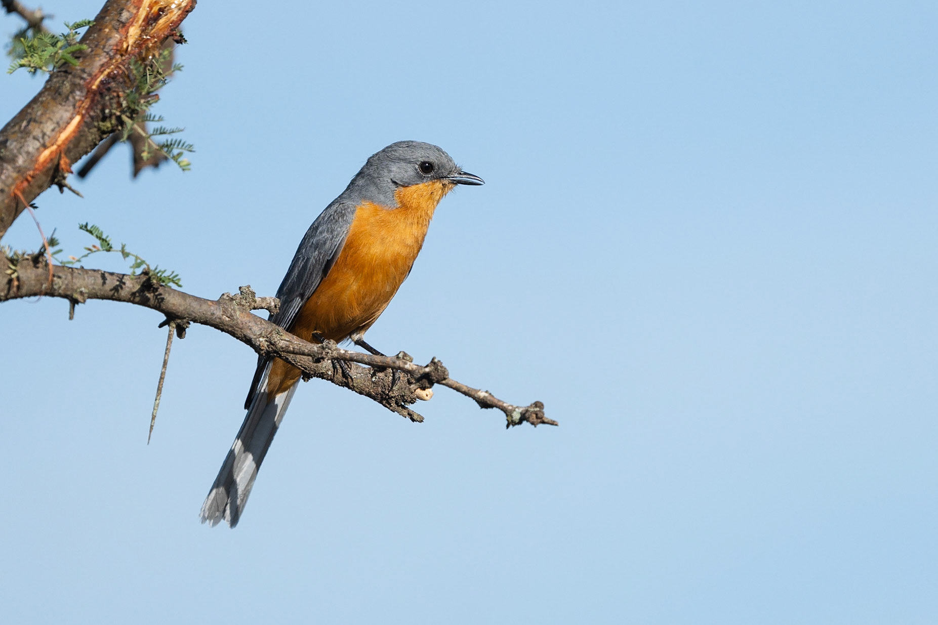 Silverflugsnappare / Silverbird, Maasai Mara Kenya 2022