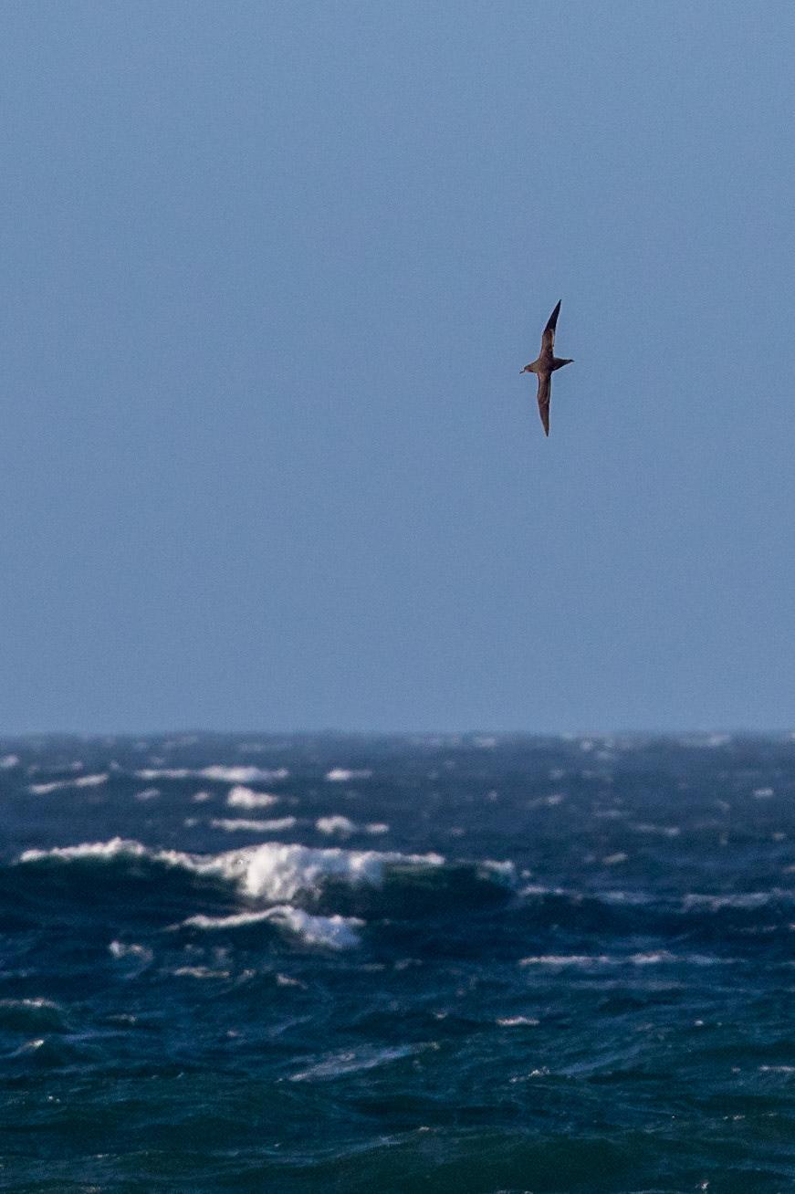 Grålira / Sooty Shearwater, Hovs hallar 2015