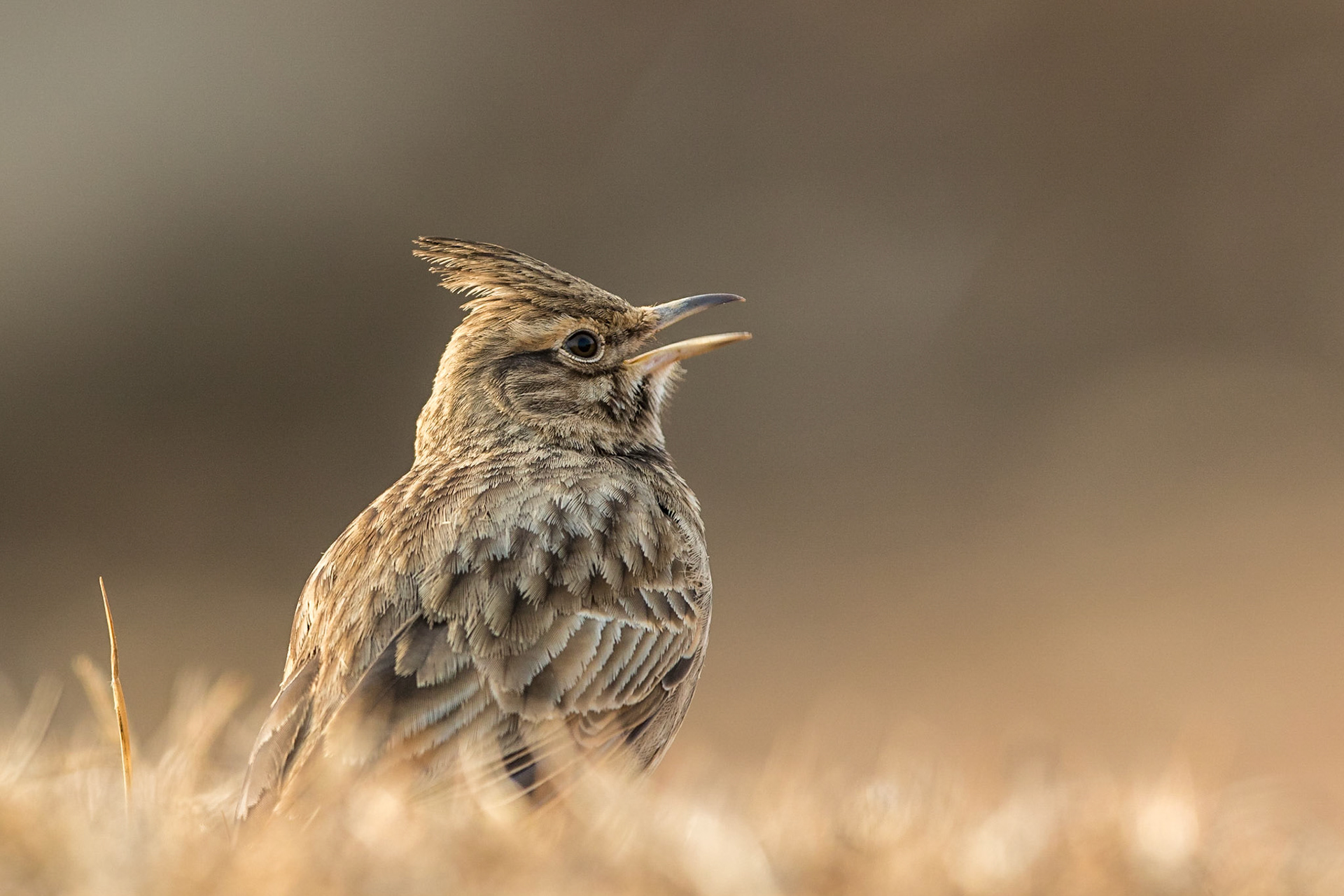 Tofslärka / Crested Lark, Lithotopos Greece 2017