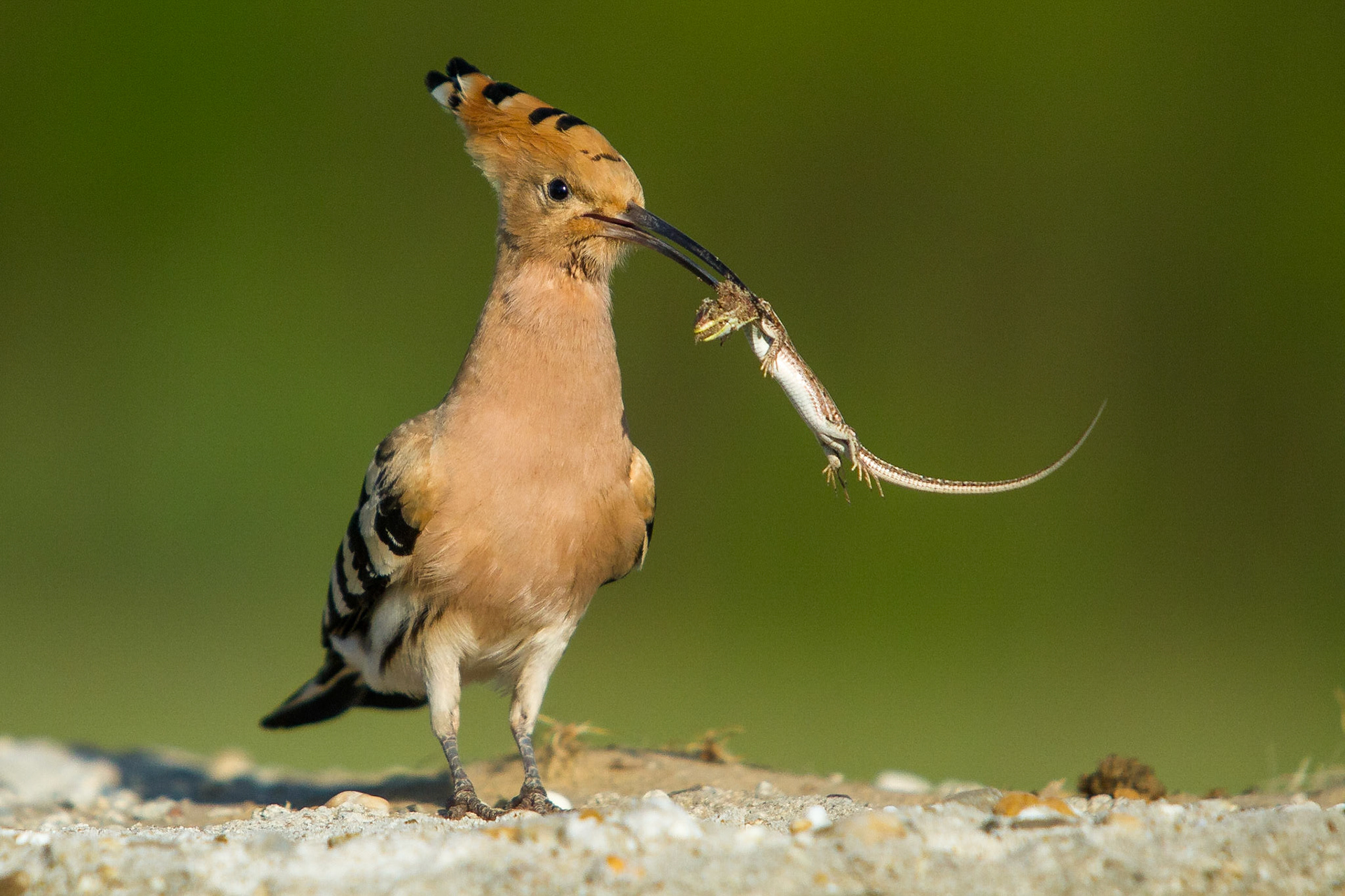 Härfågel / Eurasian Hoopoe, Hungary 2013
