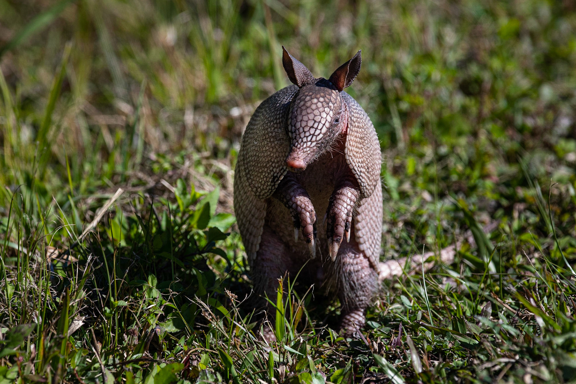 Niobandad bälta / Nine-banded Armadillo, Merritt Island, Florida USA 2019