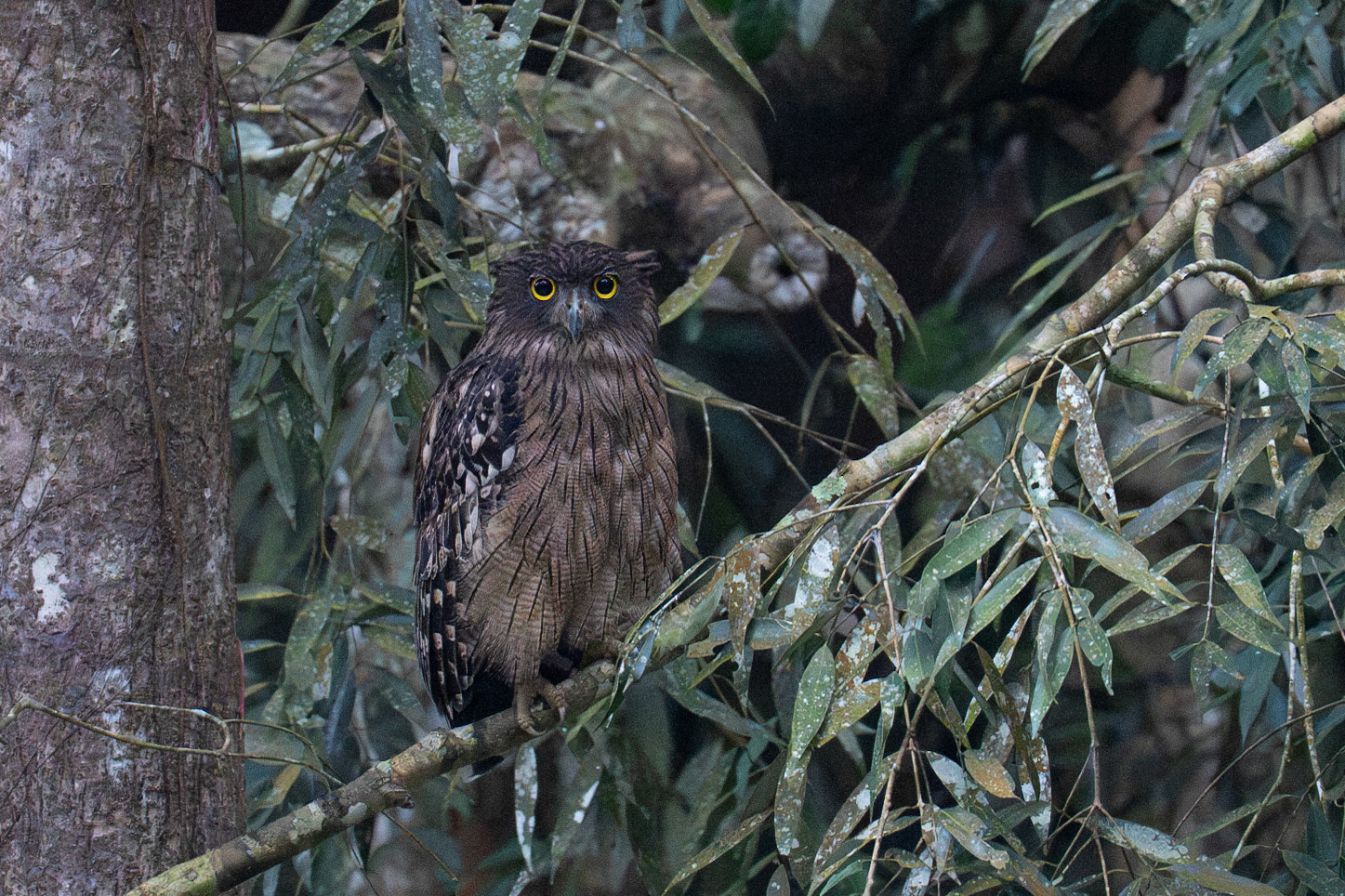 Brown Fish Owl / Brun fiskuv, Udawatta Kele, Sri Lanka 2025