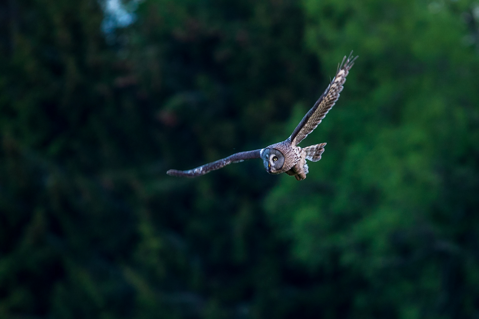 Lappuggla / Great Grey Owl, Västmanland 2016