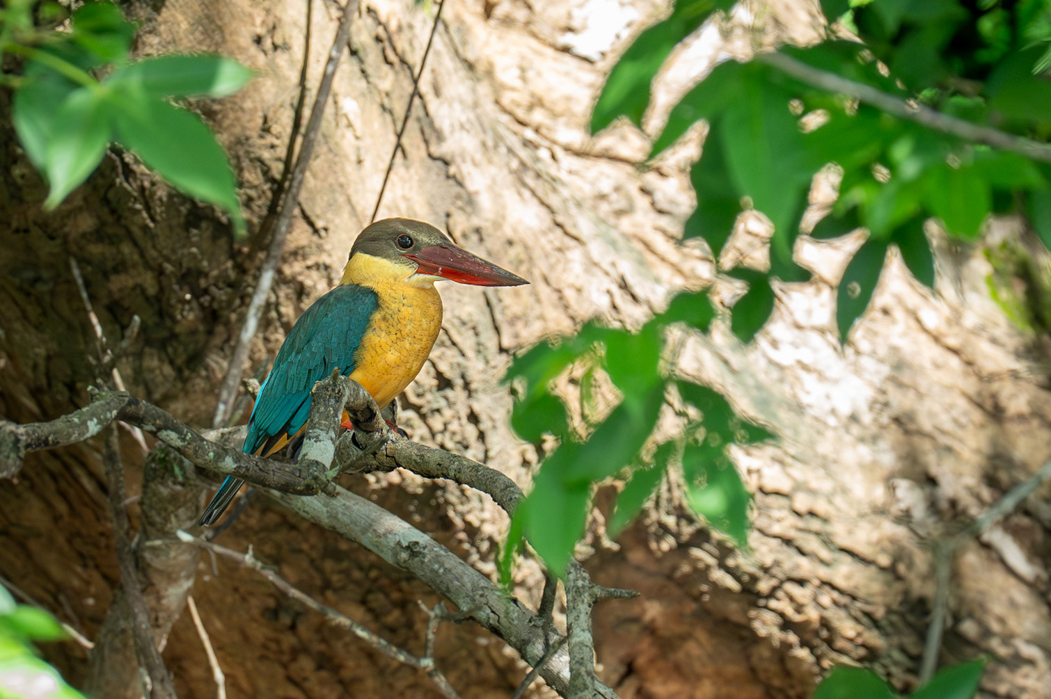 Stork-billed Kingfisher / Storknäbbskungsfiskare, Sigiriya, Sri Lanka 2025