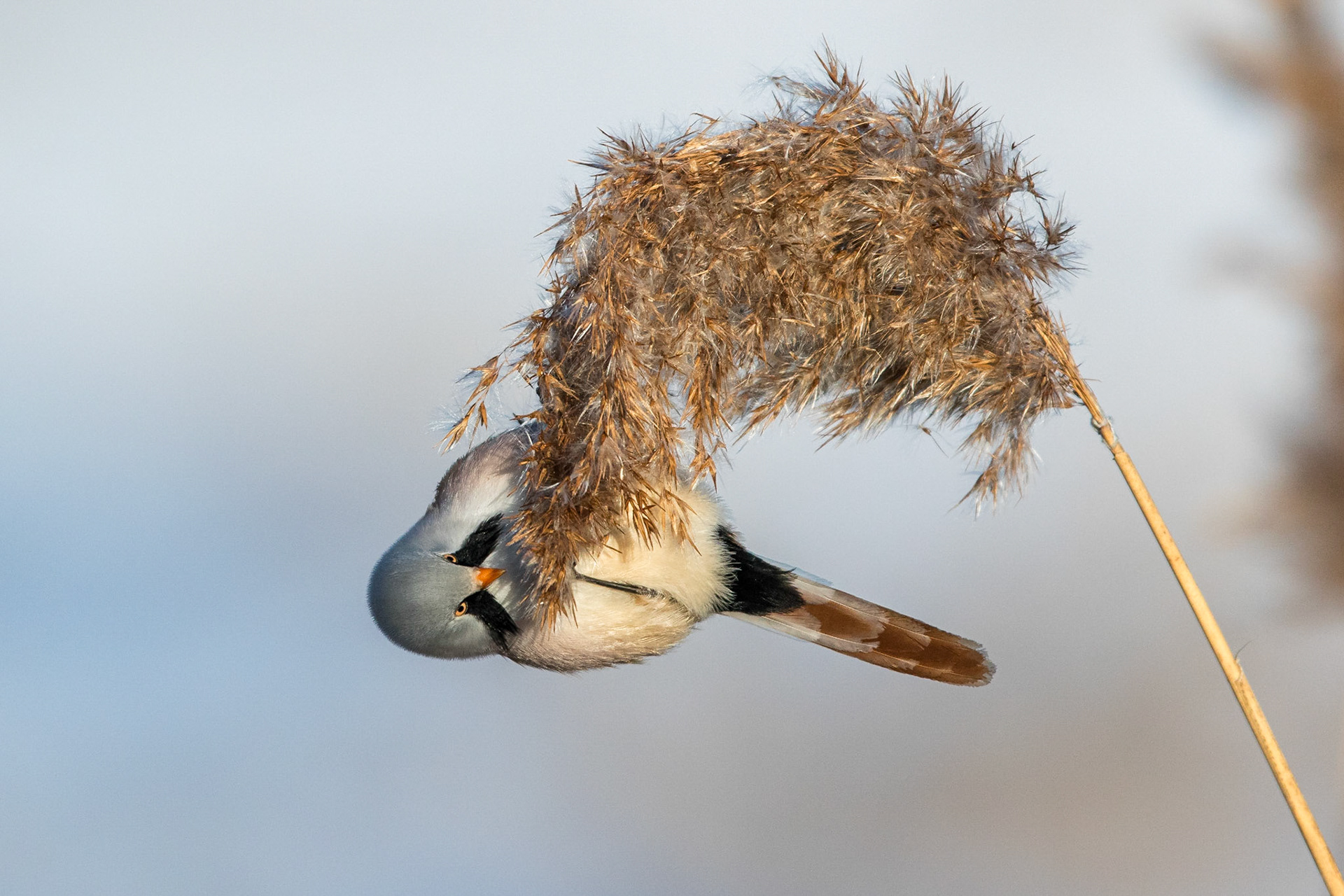 Skäggmes / Bearded Reedling, Lödde å mynning 2016