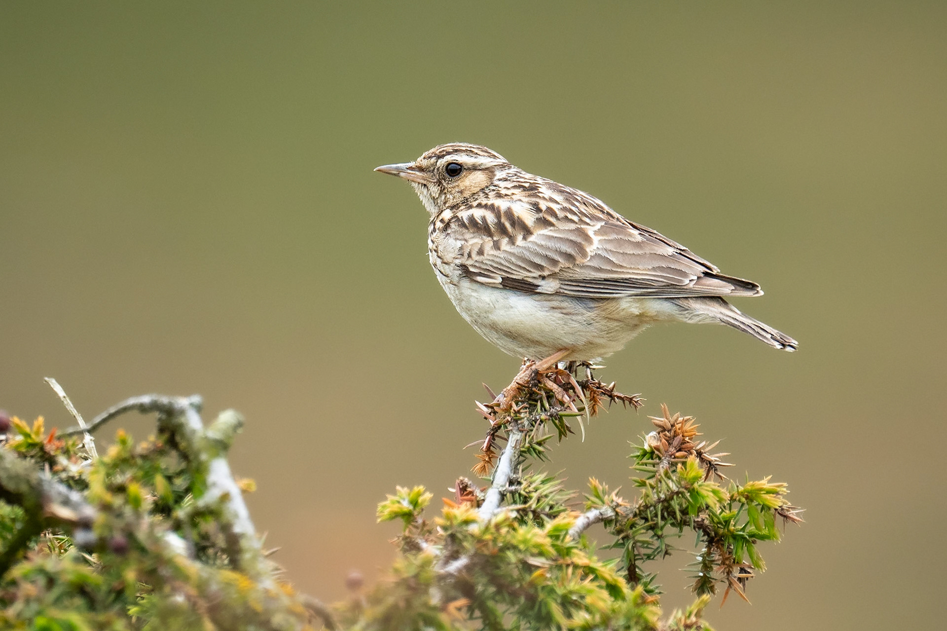 Trädlärka / Wood Lark, Drakamöllan 2024