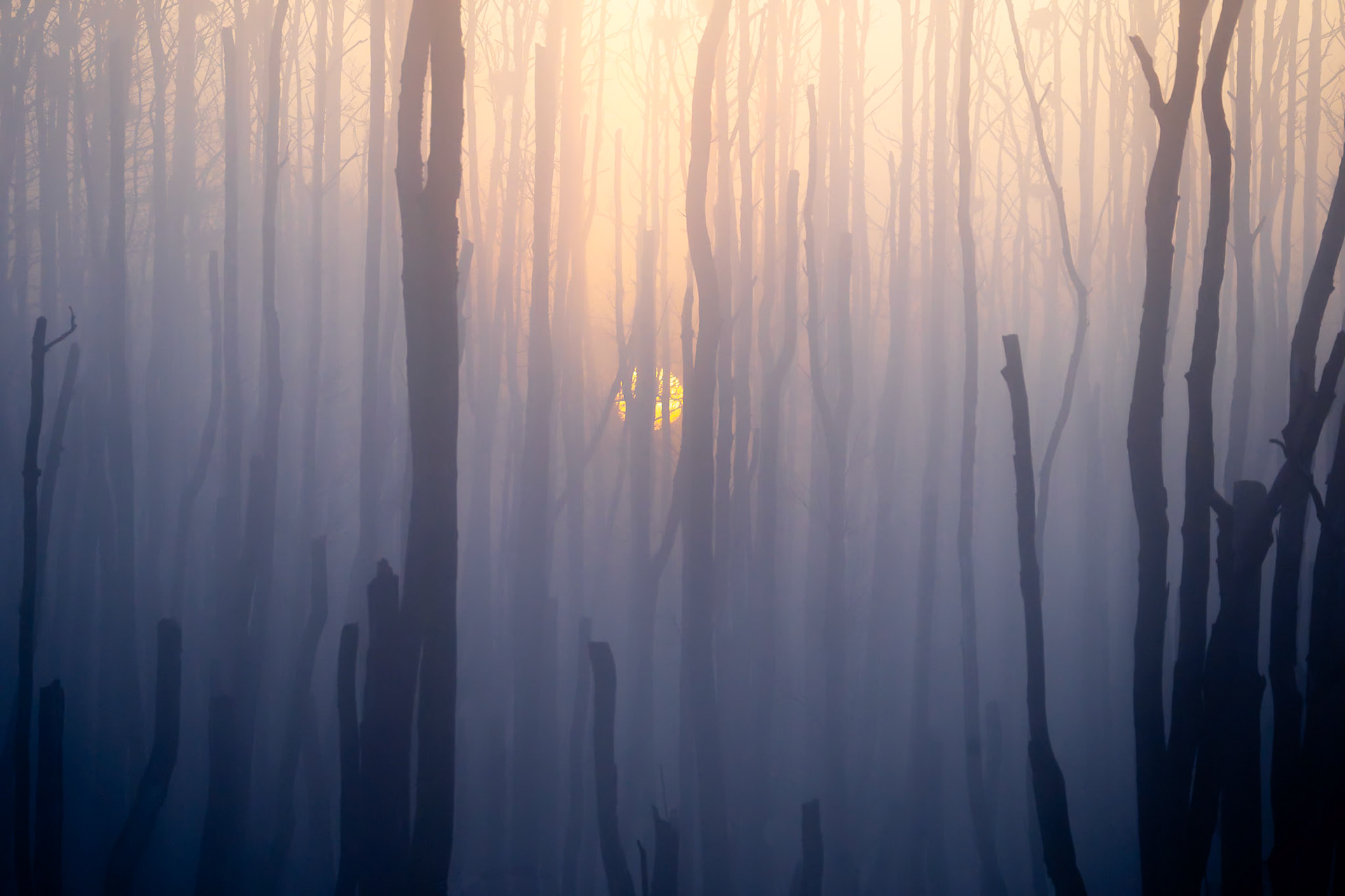 Sumpskog, Hörte 2024