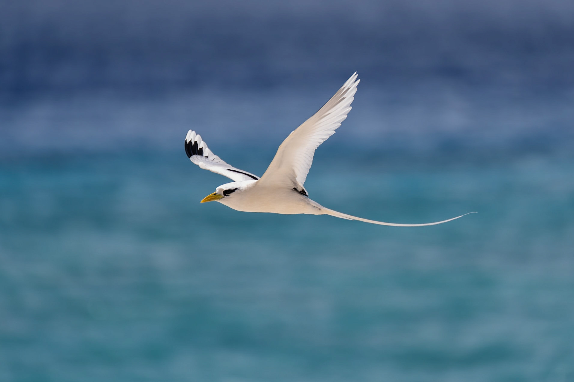 Vitstjärtad tropikfågel / White-tailed Tropicbird, Aride, Seychelles 2023