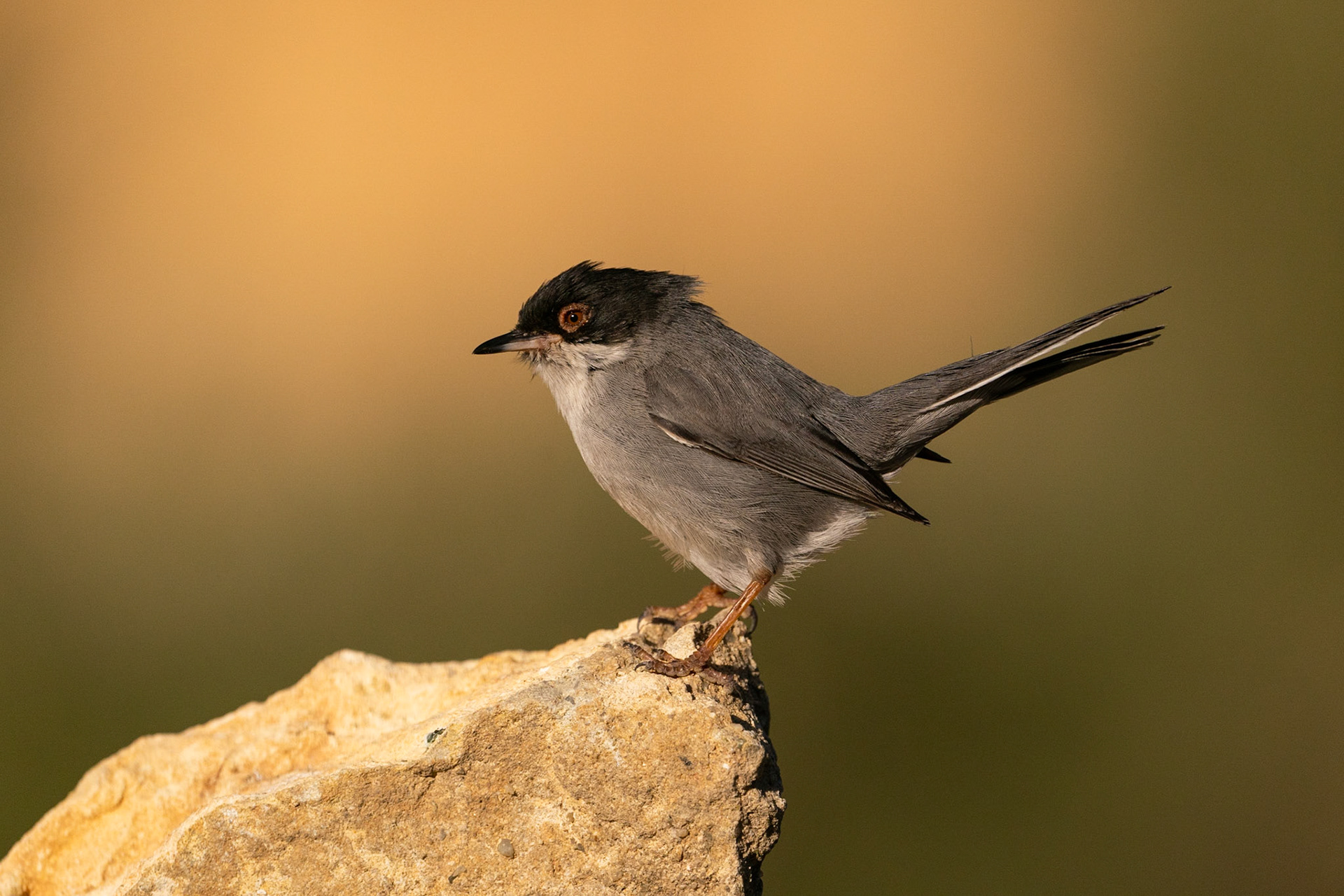Sammetshätta / Sardinian Warbler, Losa del Obispo, Spanien 2022