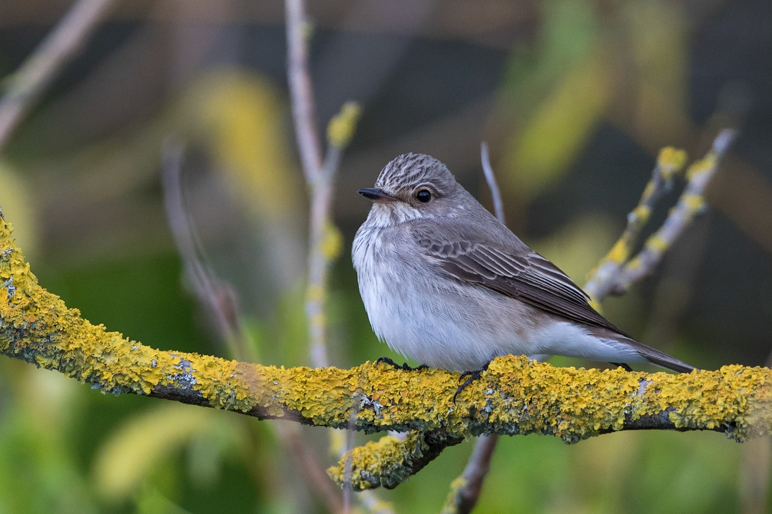 Grå flugsnappare / Spotted Flycatcher, Fredenstorp 2017