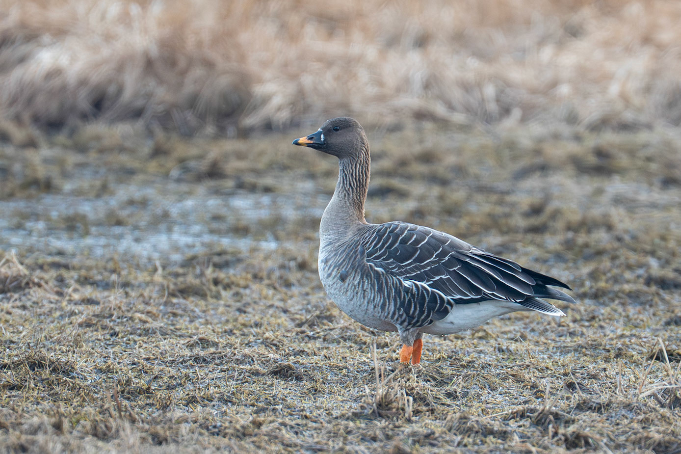 Tundra Bean Goose / Tundragås, Vombs ängar 2026