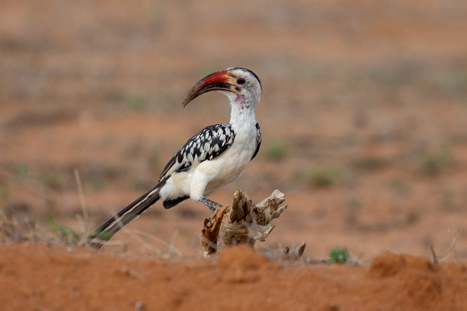 Nordlig rödnäbbstoko / Northern Red-billed Hornbill, Tsavo East Kenya 2022