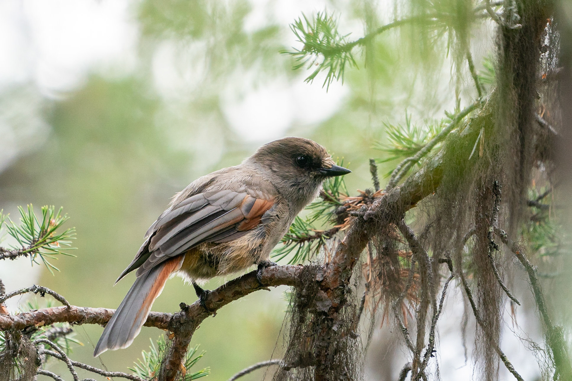 Lavskrika / Siberian Jay, Aptasvare 2022