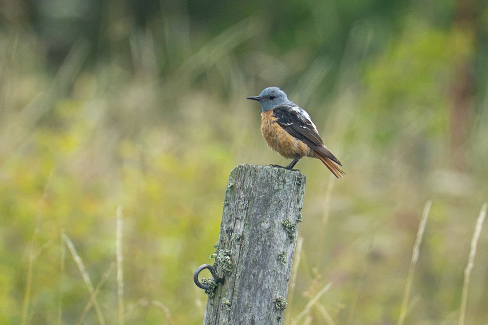 Common Rock Thrush / Stentrast, Sundre 2026