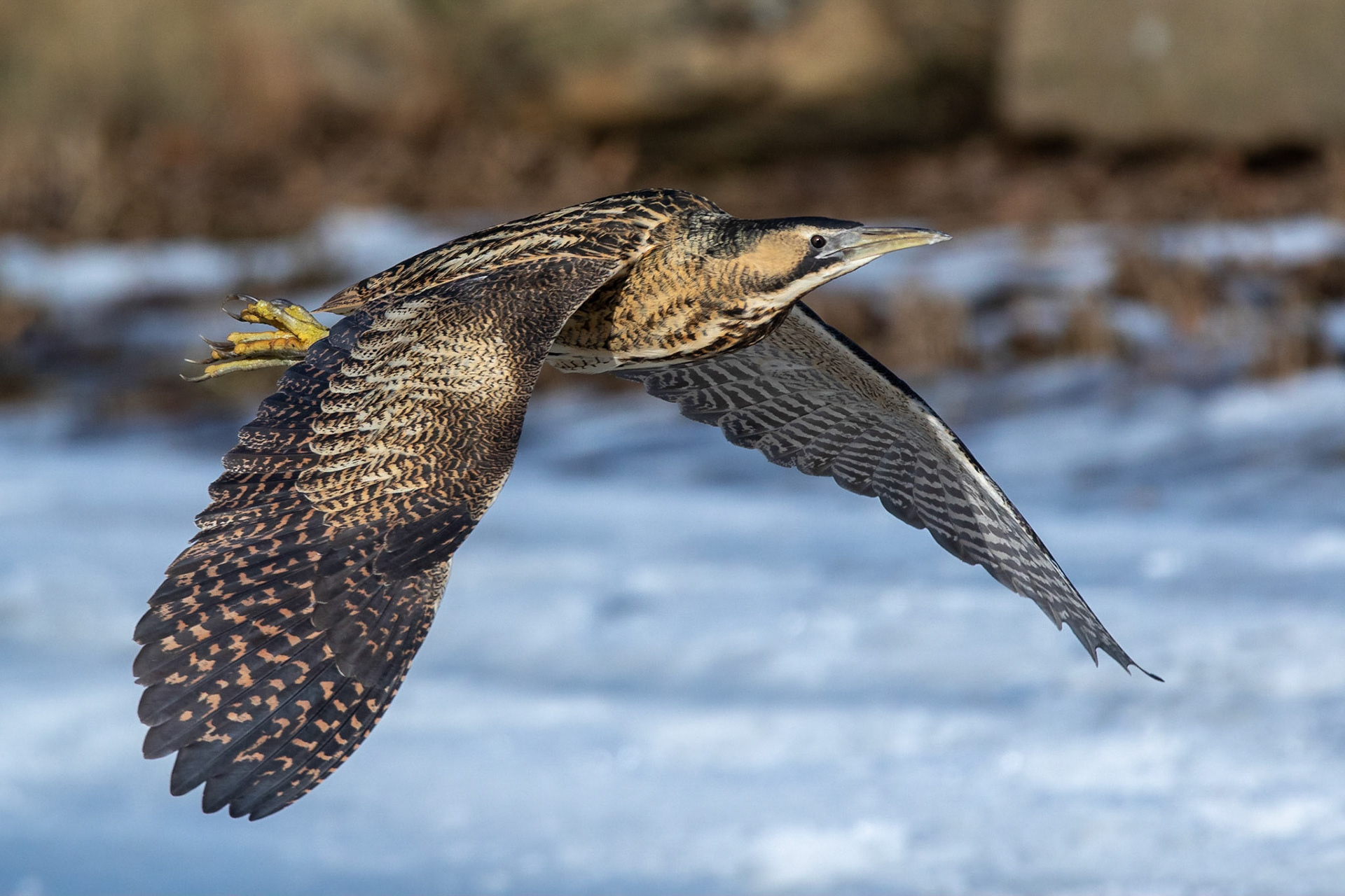 Rördrom / Great Bittern, Rönneå mynning 2021