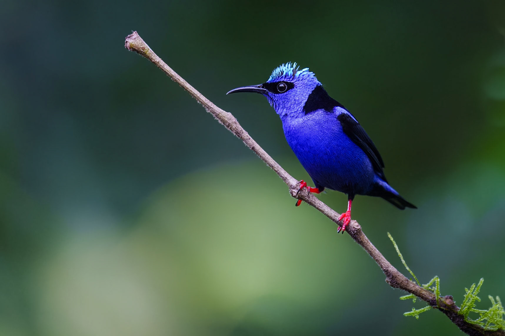 Red-legged Honeycreeper / Rödbent nektarkrypare, Plumas y Picos, Costa Rica 2024