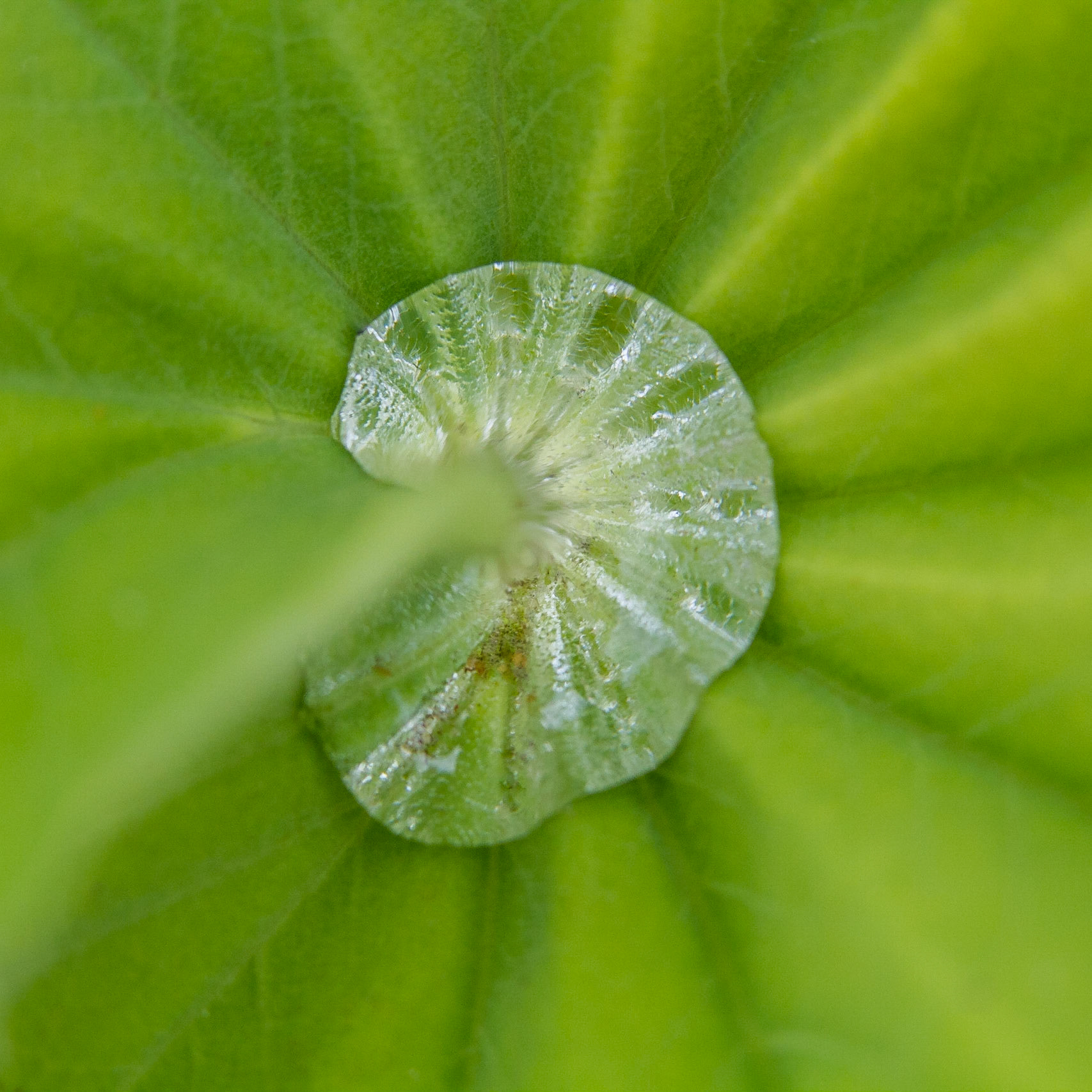 Vatten i blad / Water in leaf, Stångby 2011