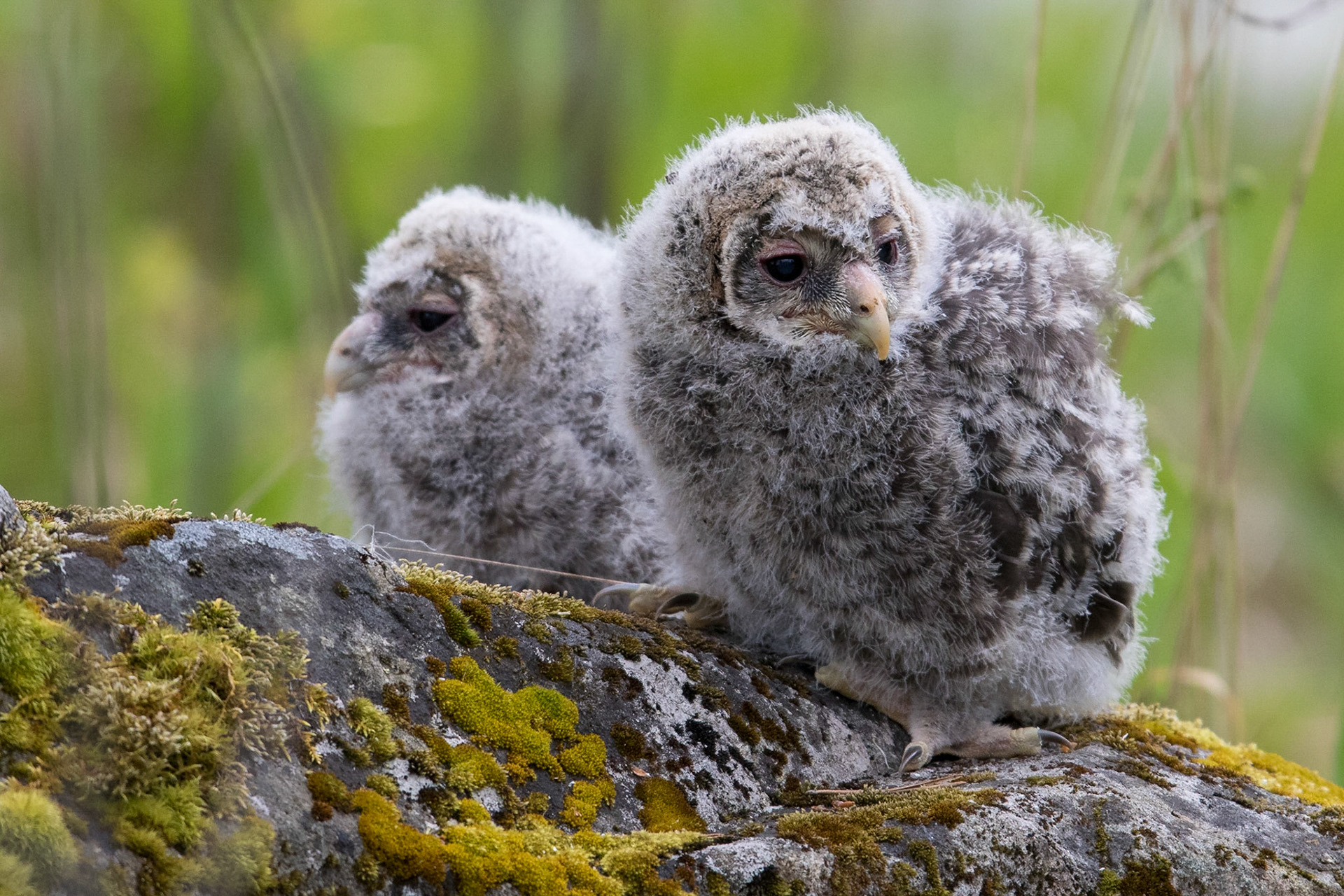 Slaguggla / Ural Owl, Uppland 2016