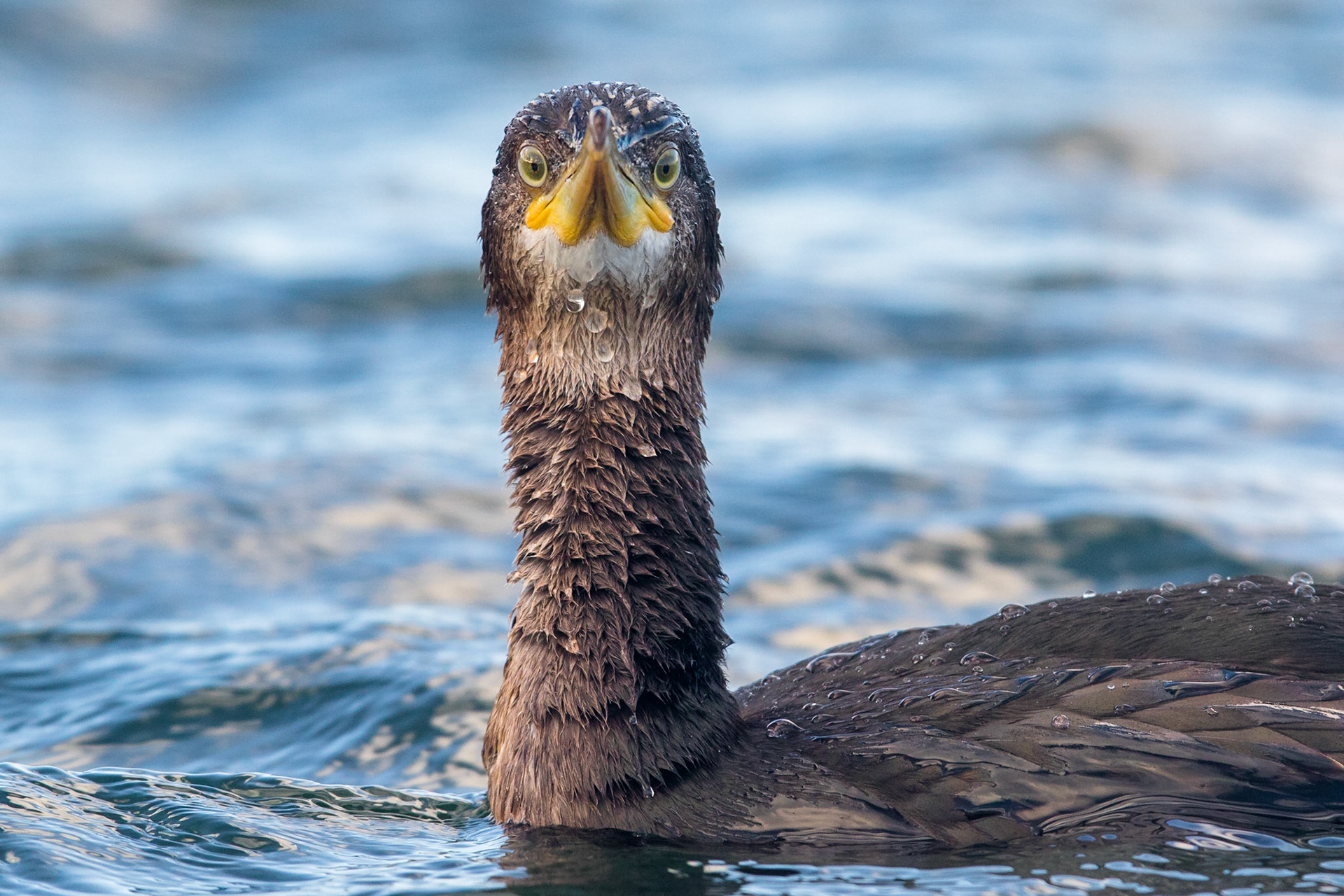 Toppskarv / European Shag, Torekov 2016