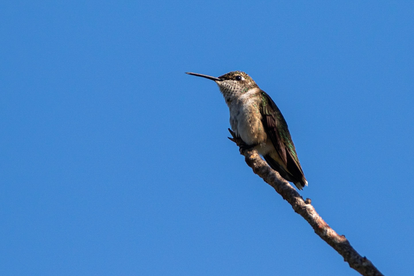 Rubinkolibri / Ruby-throated Hummingbird, Castellow Hammock Park in Homestead, Florida USA 2019