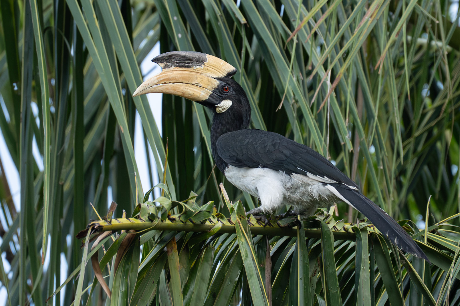 Malabar Pied Hornbill / Rajanäshornsfågel, Polonnaruwa, Sri Lanka 2025