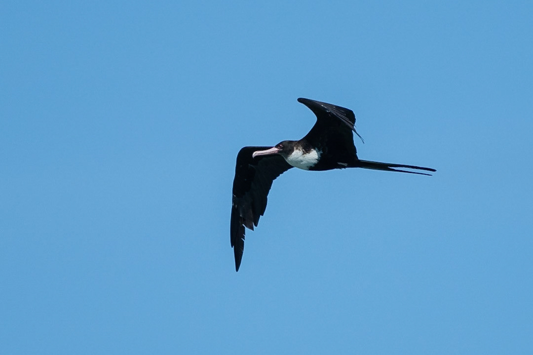 Större fregattfågel / Great Frigatebird, Cousin Seychelles 2023