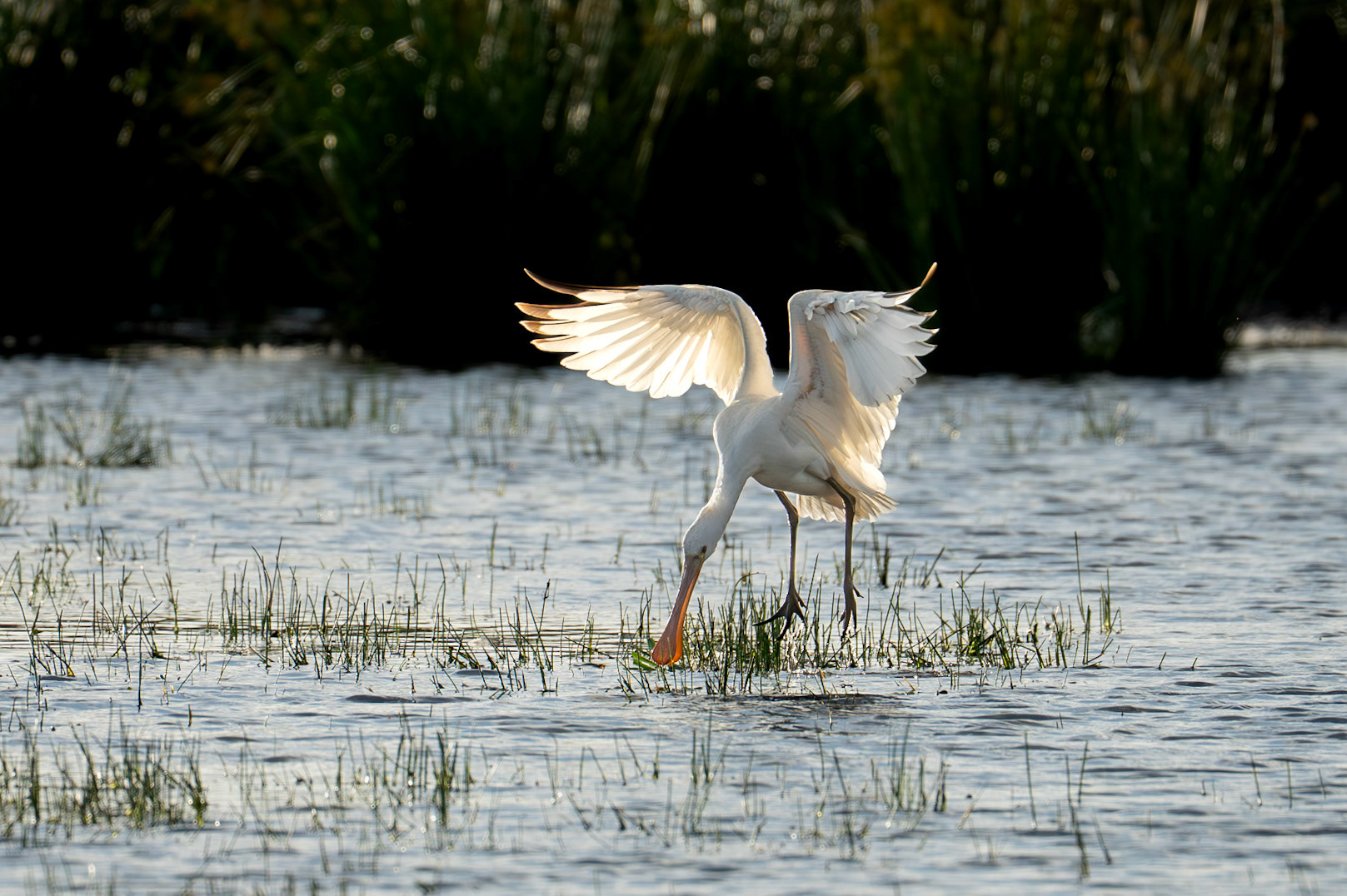 Skedstork / Eurasian Spoonbill, Hasslarpsdammarna 2025