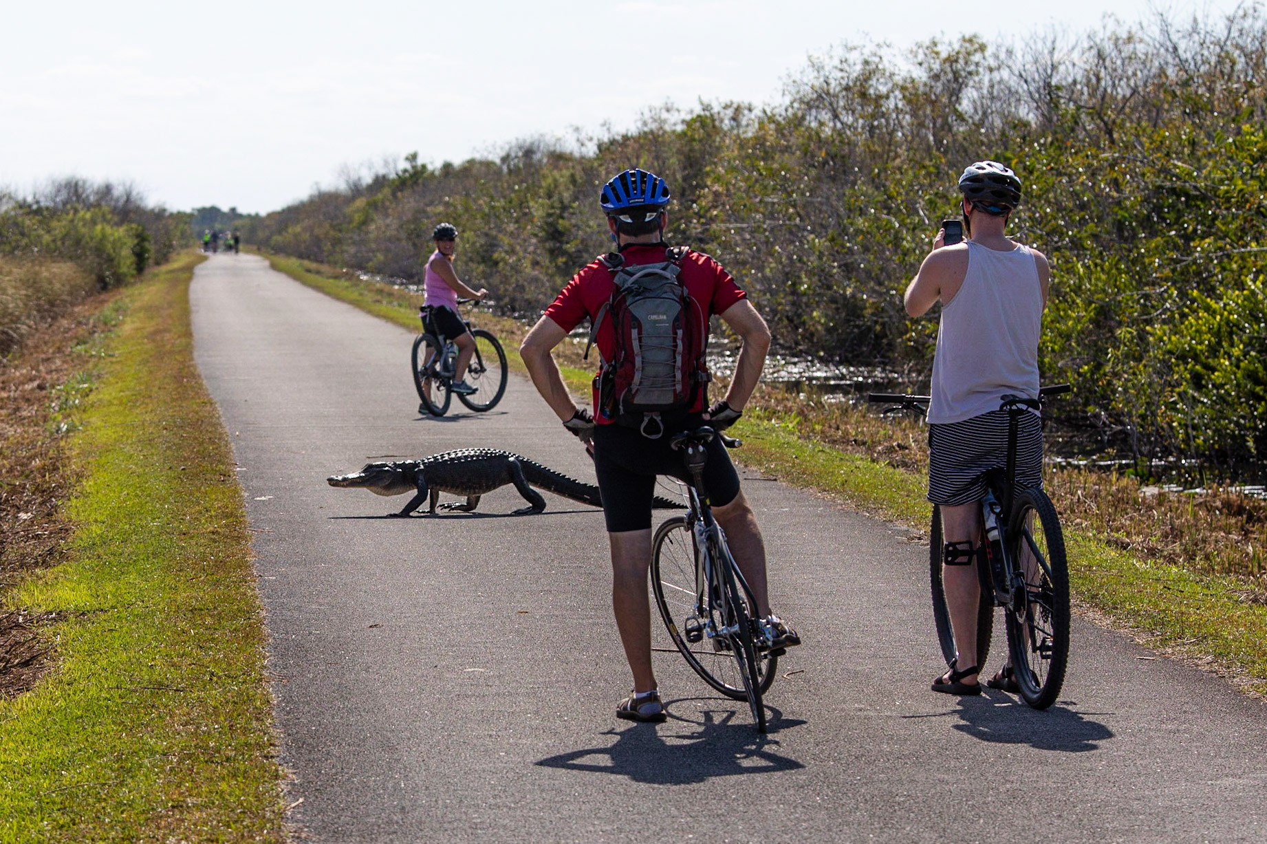 Mississippialligator / American Alligator , Shark Valley, Florida USA 2019
