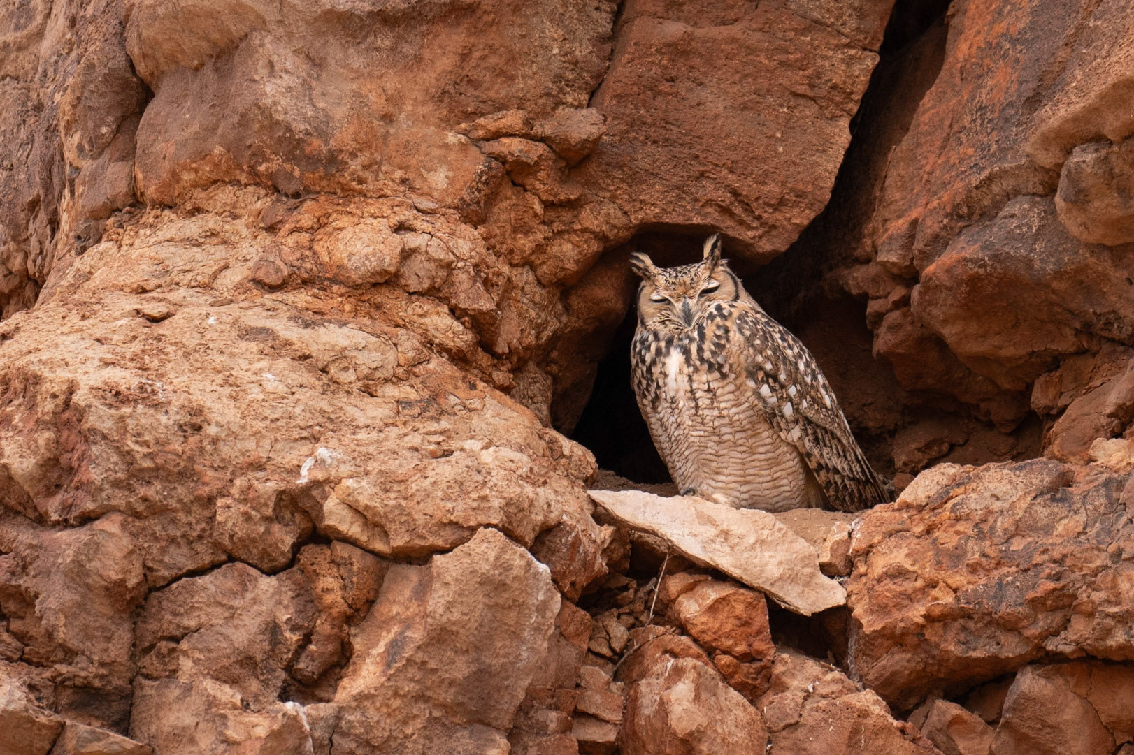 Pharaoh Eagle-Owl / Ökenuv, Draa-Tafilalet Morocco 2024