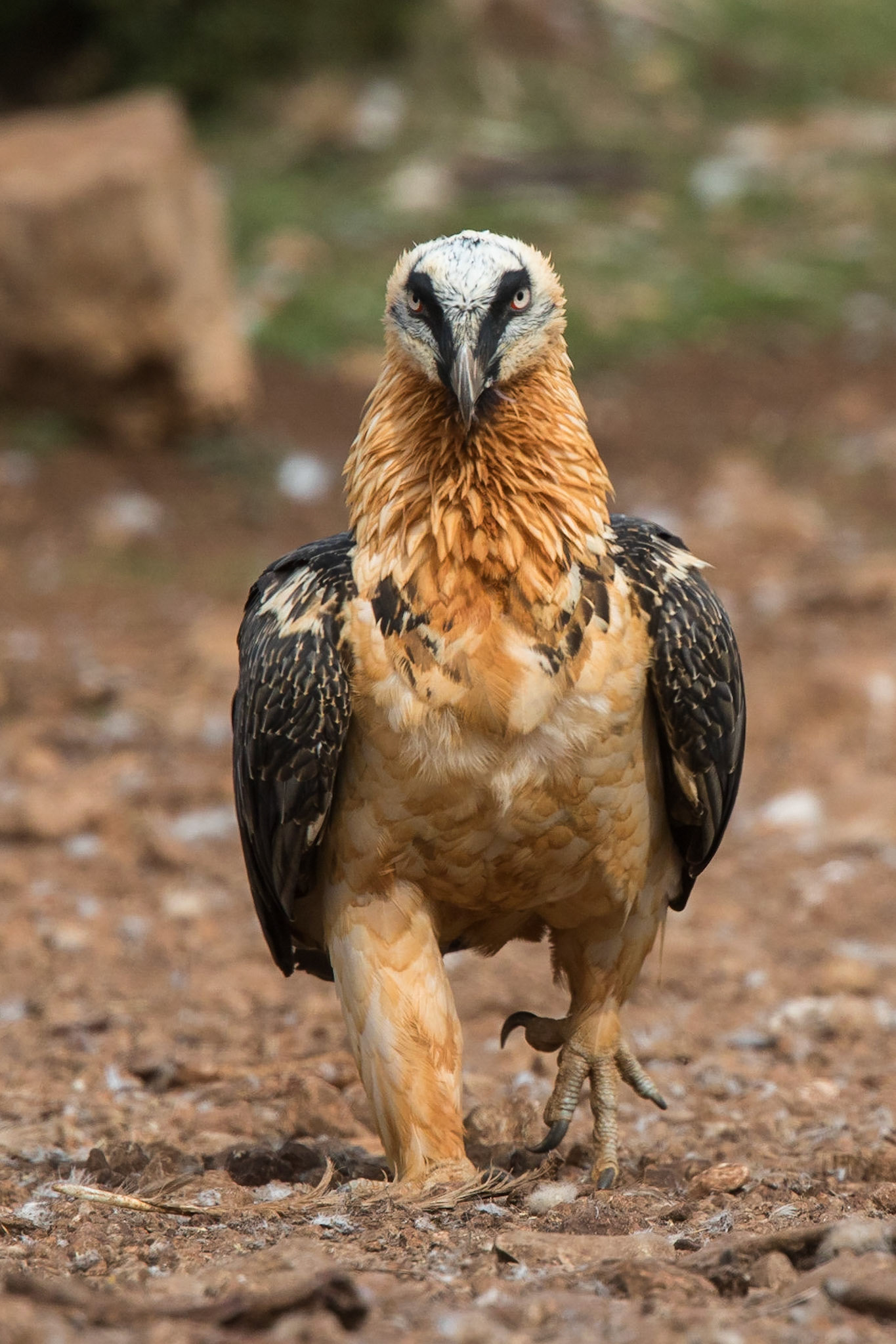 Lammgam / Bearded Vulture, Boumort Spanien 2017