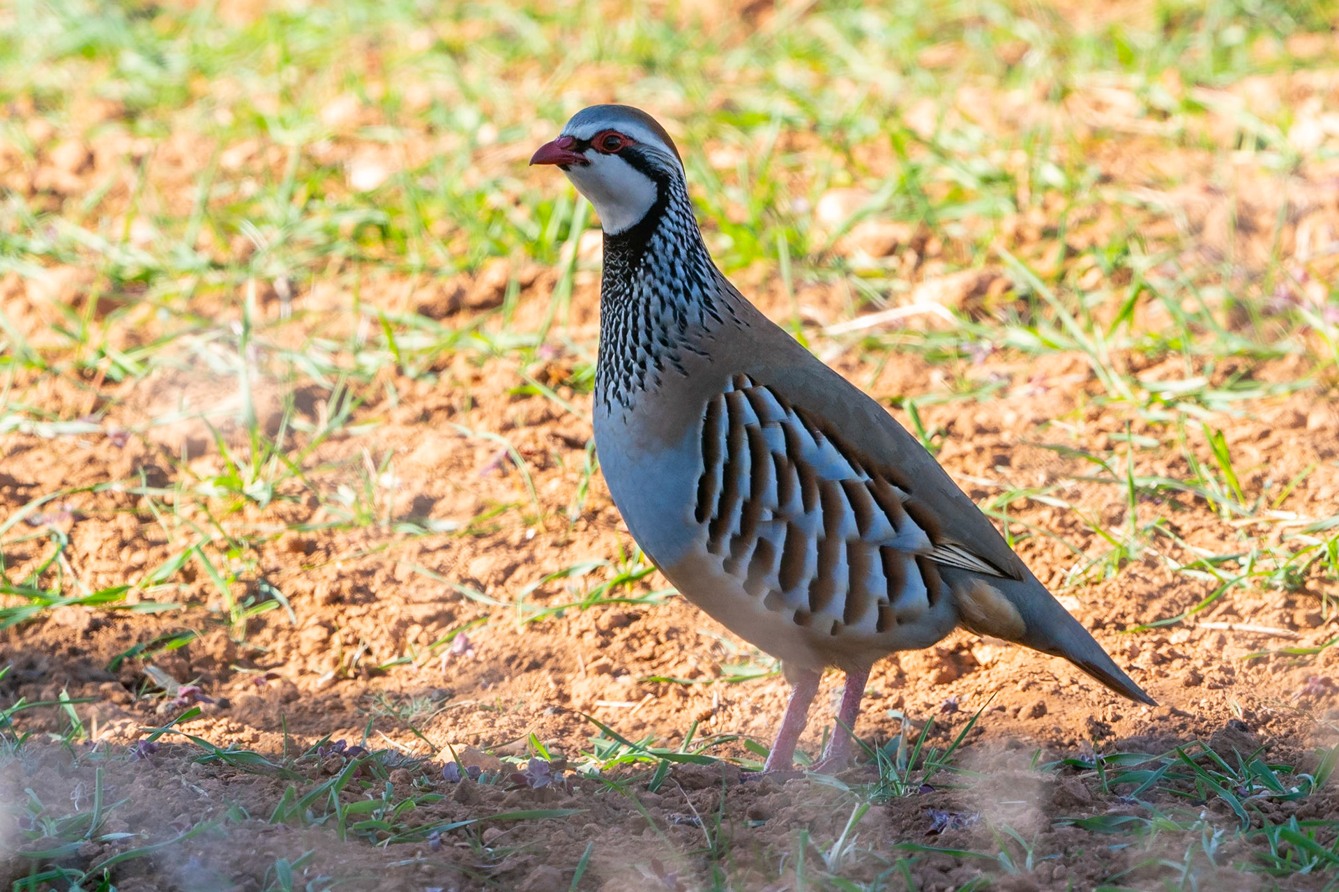 Rödhöna / Red-legged Partridge, Corral-Rubio, Spanien 2022