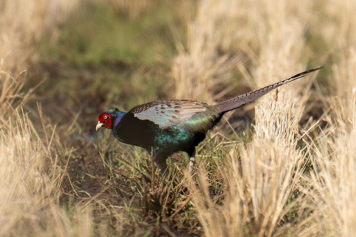 Grön fasan / Green Pheasant, Kanazawa, Japan 2025