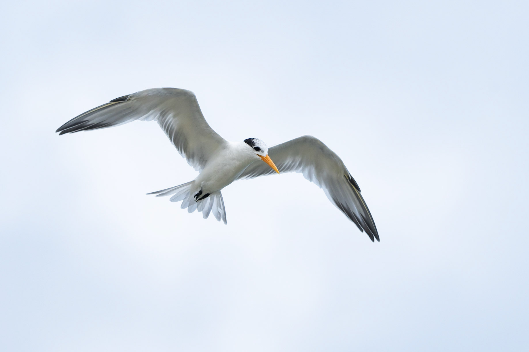 Iltärna / Lesser Crested Tern, Beau Vallon, Mahé Seychelles 2023
