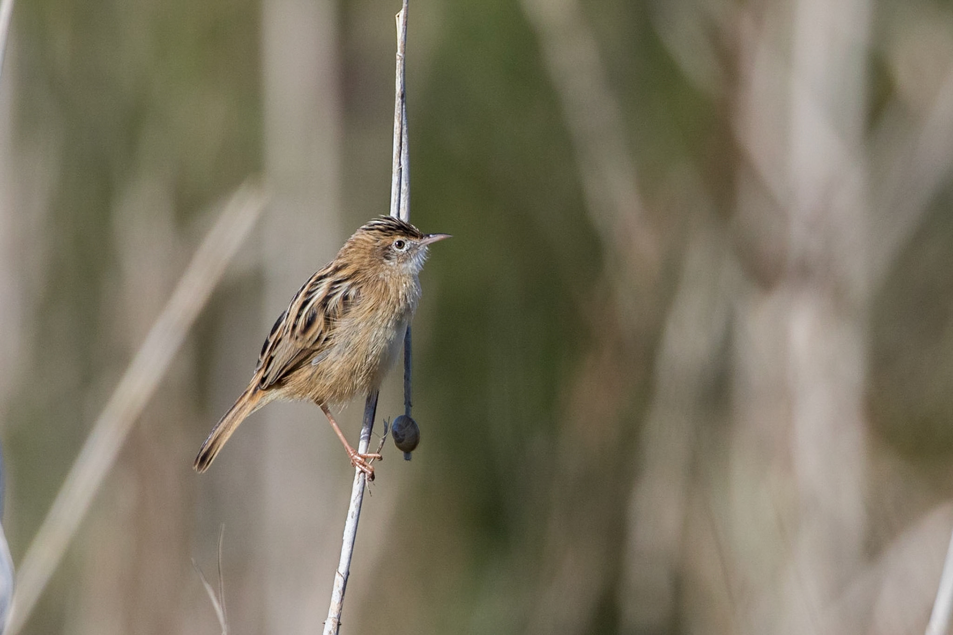 Grässångare / Zitting Cisticola, Llobregat delta Spanien 2017