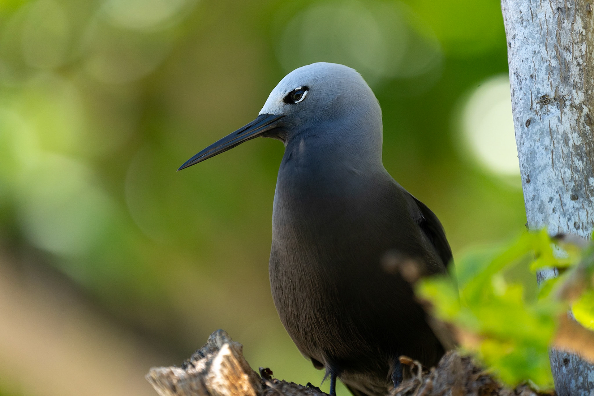 Mindre noddy / Lesser Noddy, Cousin Seychelles 2023