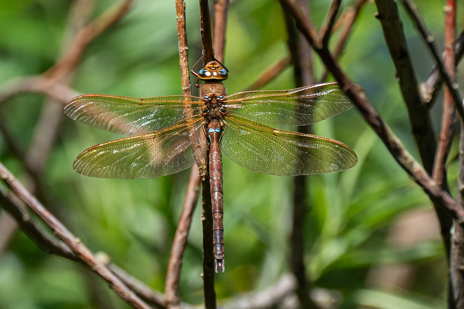 Brun mosaikslända / Brown Hawker, Vallkärra 2024