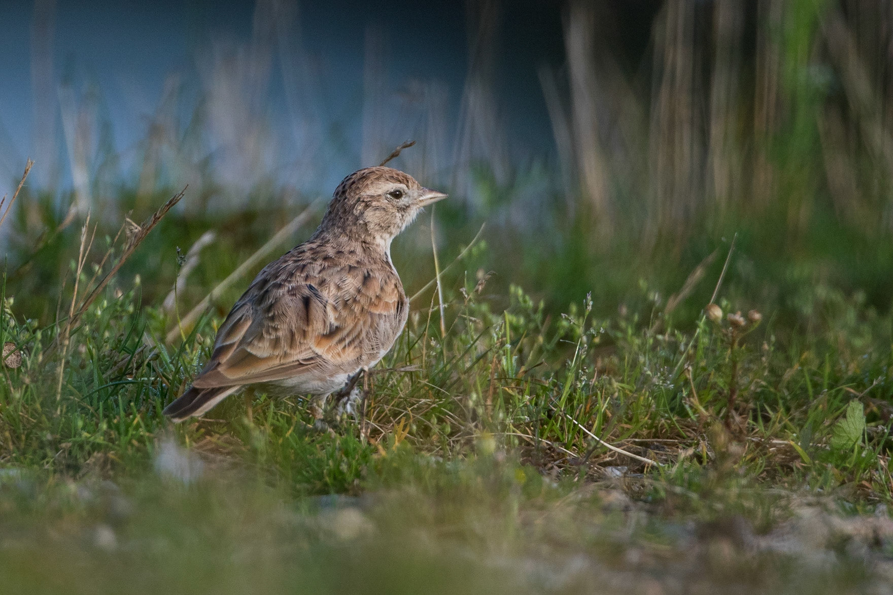 Korttålärka / Greater Short-toed Lark, Örtofta 2017