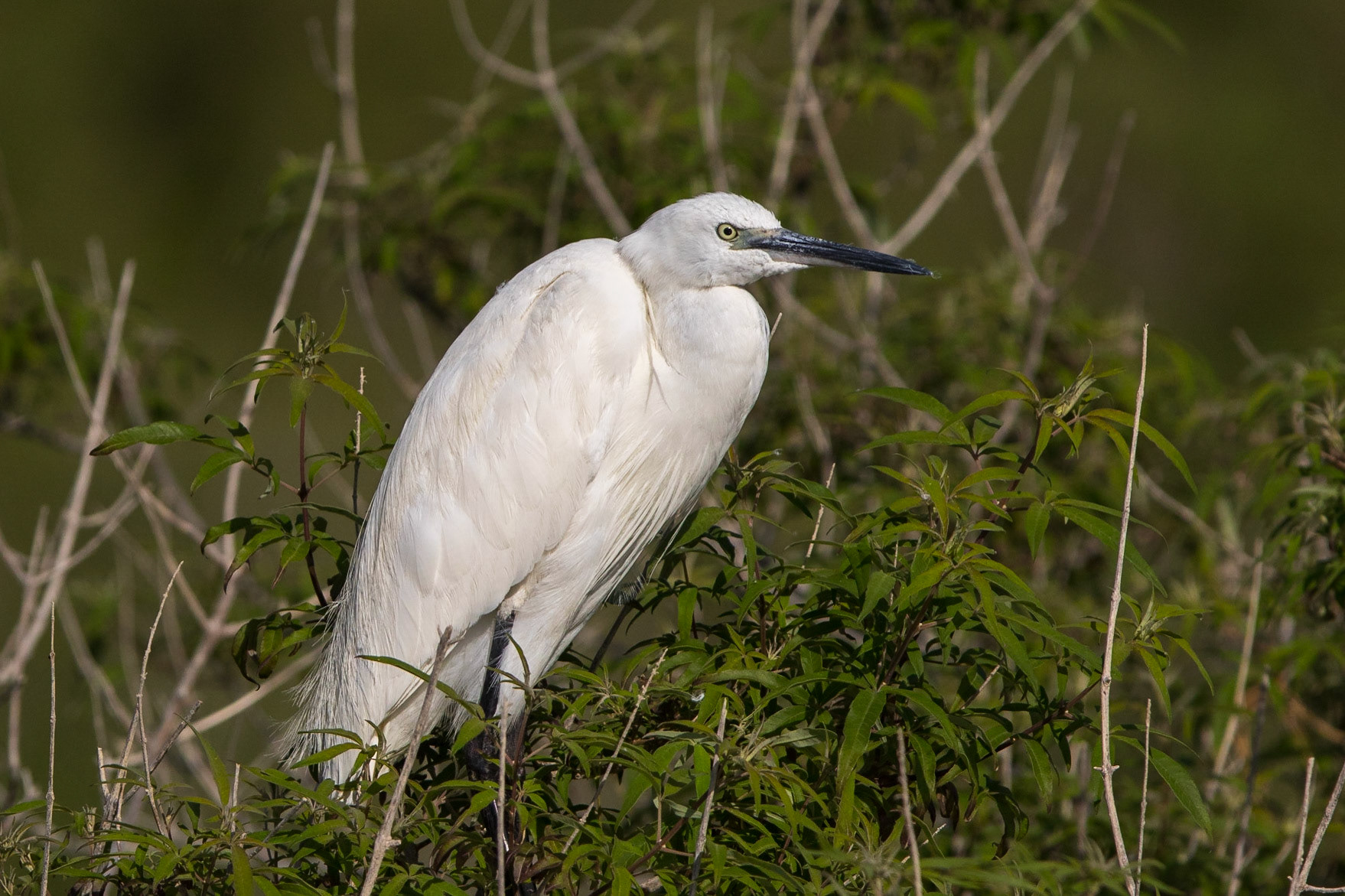 Silkeshäger / Little Egret, Lake Kourna Crete Greece 2015