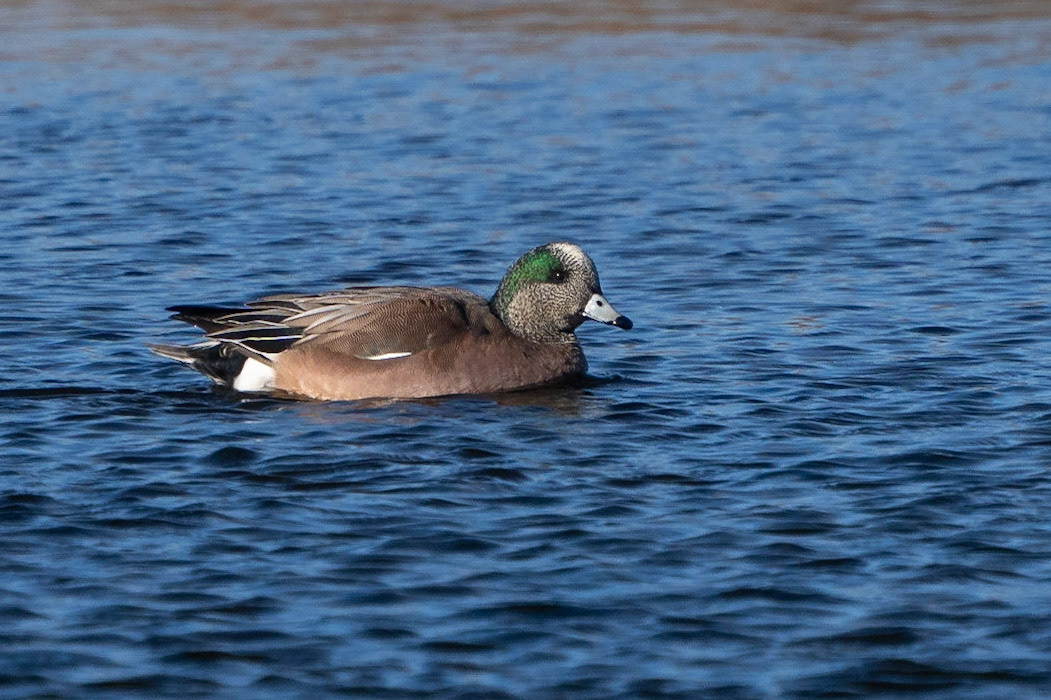 Amerikansk bläsand / American Wigeon, Helsingborg 2023