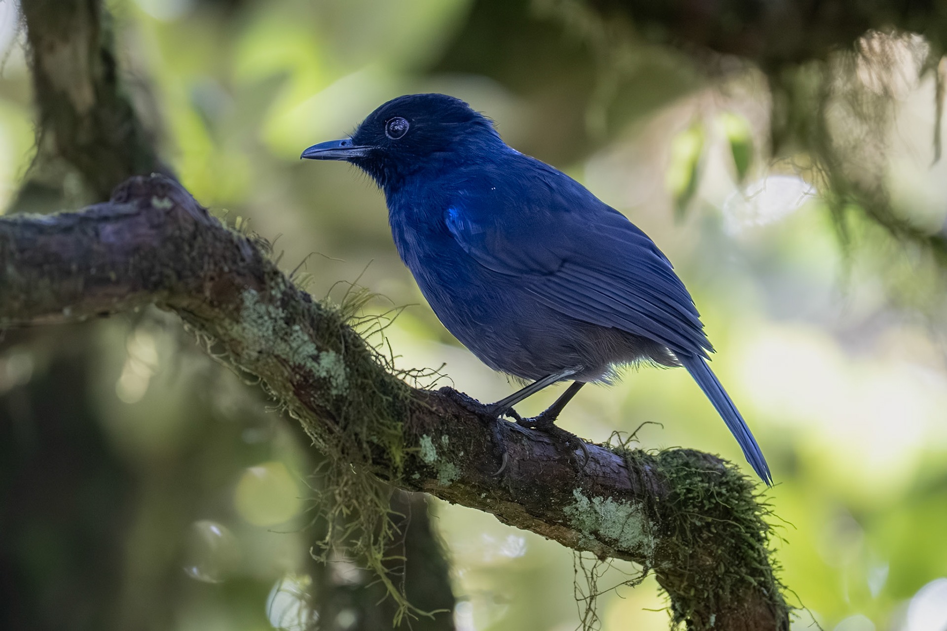 Sri Lanka Whistling Thrush / Ceylonvisseltrast, Horton Plains National Park, Sri Lanka 2025