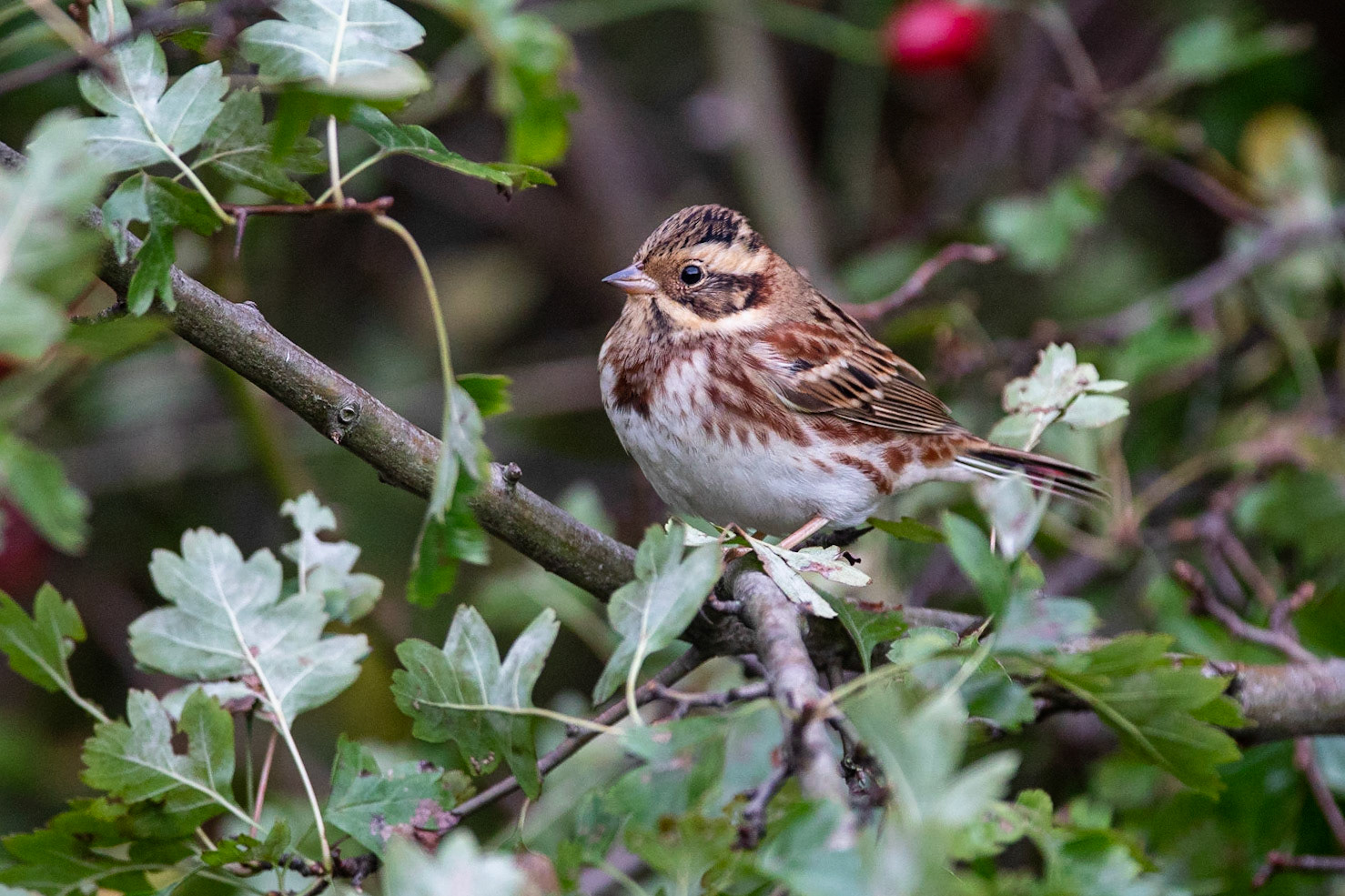 Videsparv / Rustic Bunting, Ribbersborg Malmö 2020