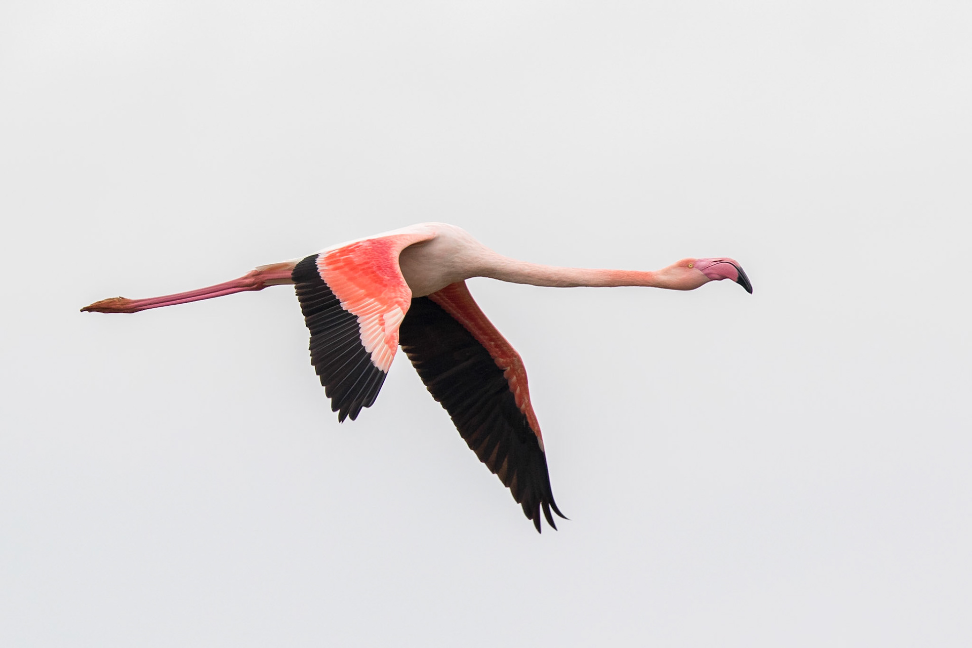 Större flamingo / Greater Flamingo, Kalochori Greece 2017