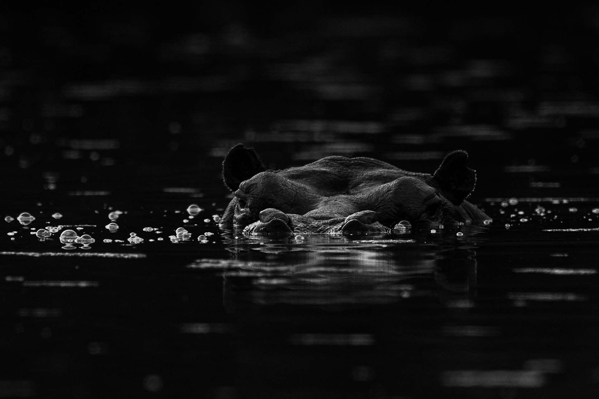 Flodhäst / Hippopotamus, Campement de Wassadou, Senegal 2019