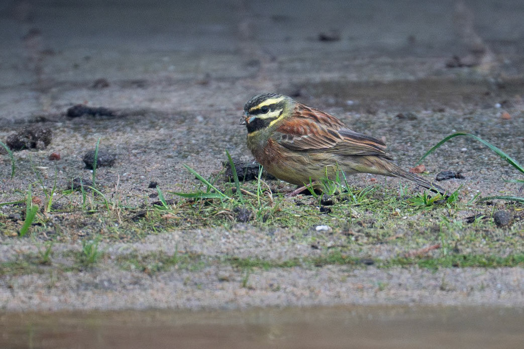Häcksparv / Cirl Bunting, Ljunghusen 2025