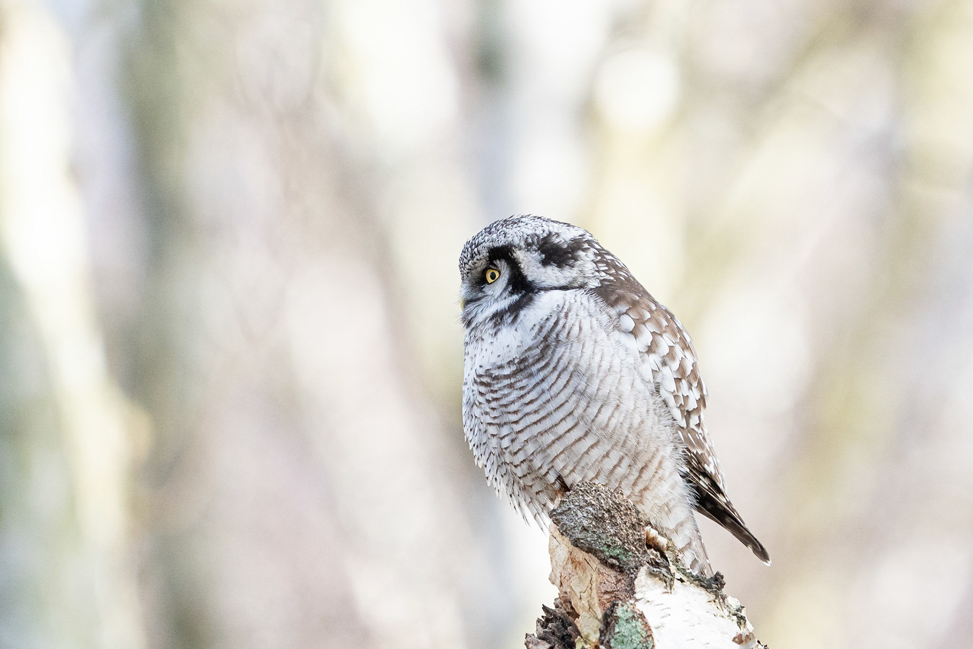 Hökuggla / Northern Hawk Owl, Falsterbo 2023