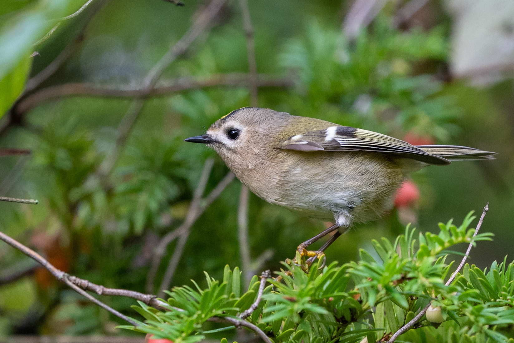 Kungsfågel / Goldcrest, Fredentorp 2022