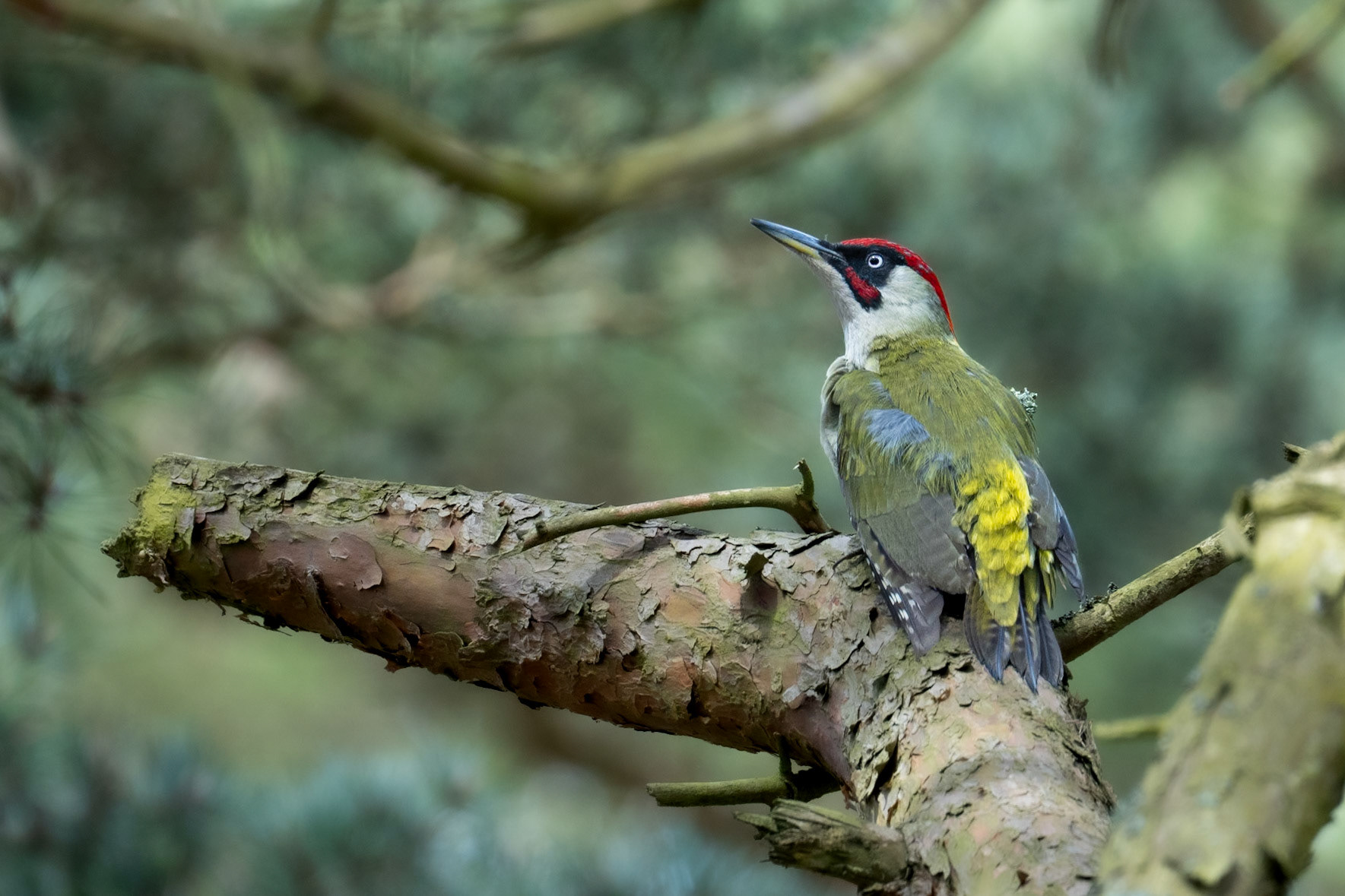 Gröngöling / European Green Woodpecker, Furuboda 2025