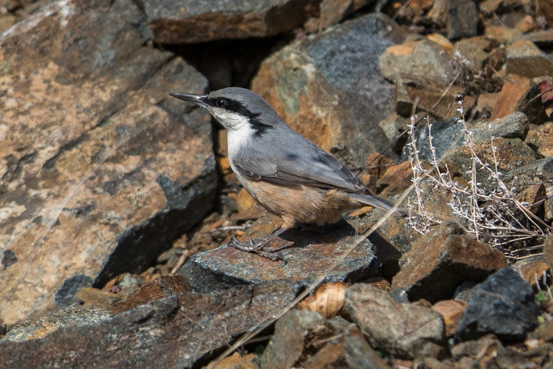 Klippnötväcka / Western Rock Nuthatch, Vironia Greece 2017