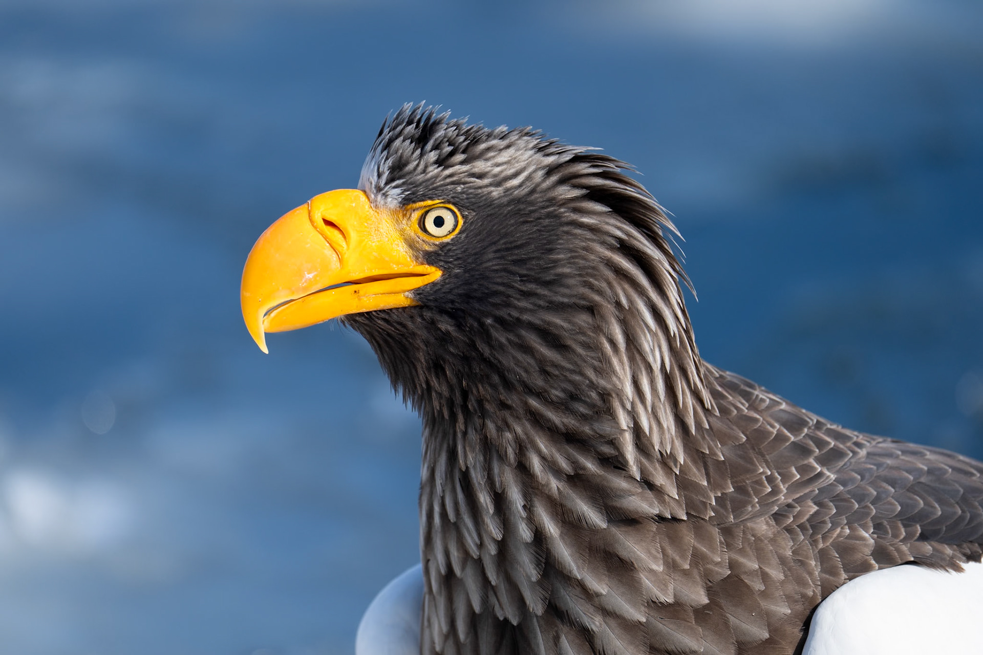 Jättehavsörn / Steller's Sea Eagle, Rausu, Japan 2025