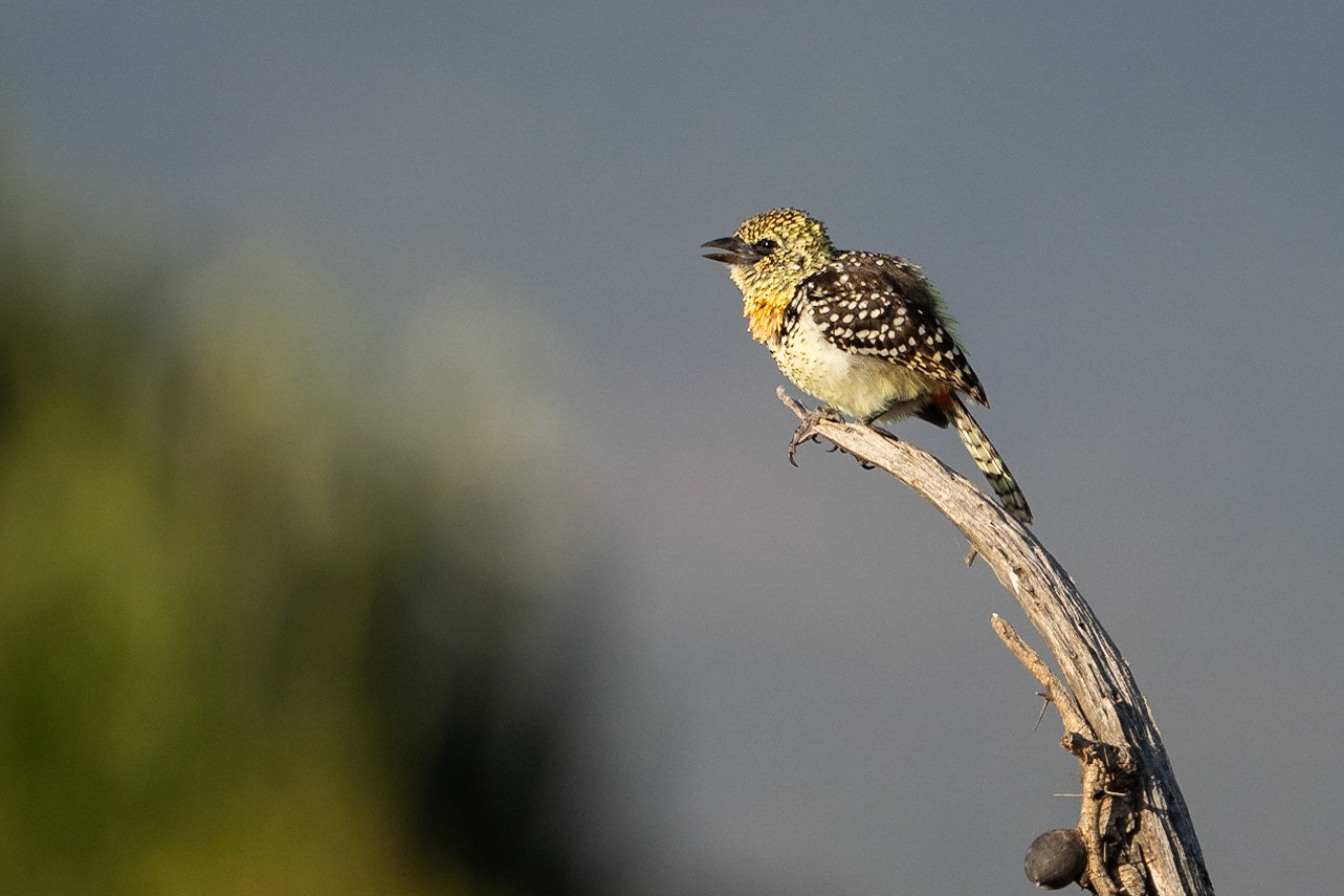 Usambirobarbett / Usambiro Barbet, Maasai Mara Kenya 2022